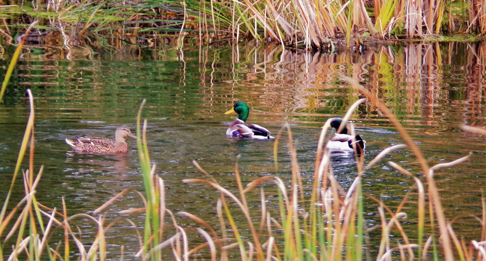 Three mallard ducks swimming among wetland reeds in Minnesota, photographed by Travis Carrigan