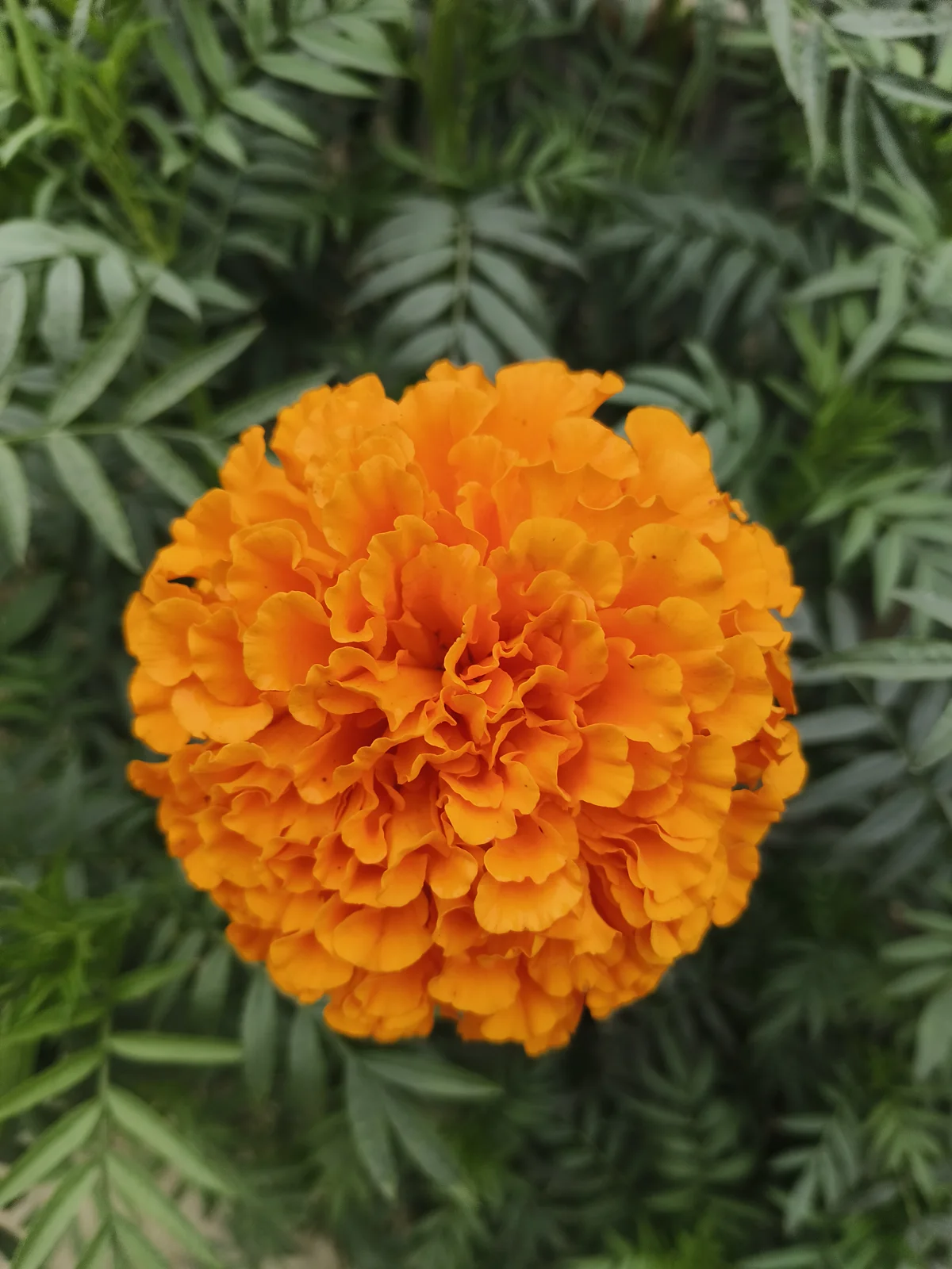 Close-up of an orange Tagetes erecta marigold surrounded by green leaves