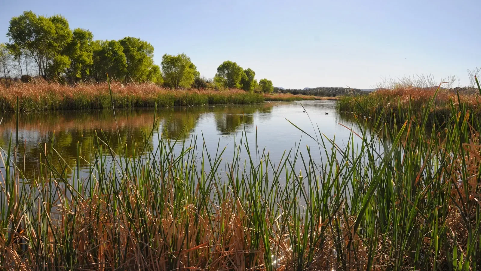 A calm wetland pond surrounded by reeds